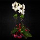 Kırmızı Gül ve Saksıda Beyaz Orkide
