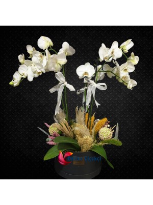 Dört Dal Beyaz Orkide Aranjmanı
